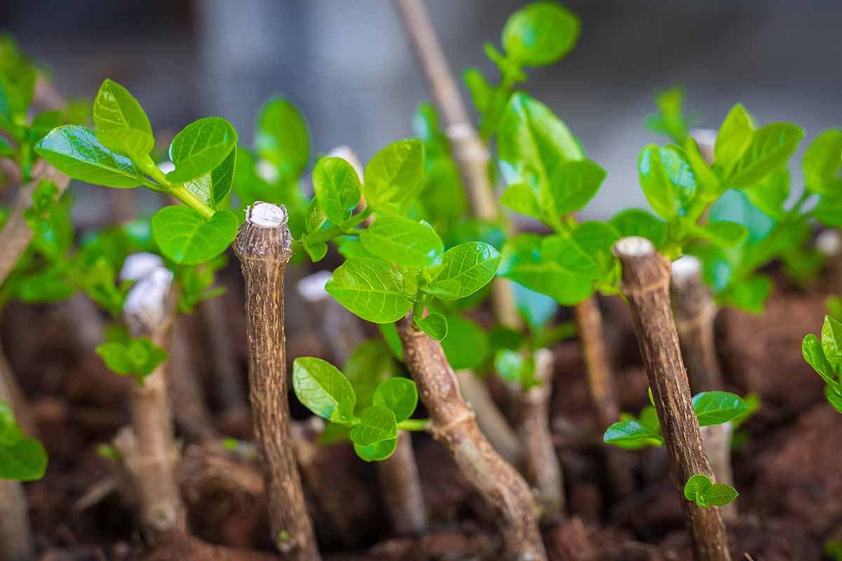 a close up of hardwood stem cuttings with fresh new growth.