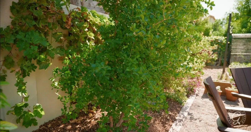 a lush green garden with leafy plants, a gravel path, and wooden chairs in the sunlight—perfect for those looking to grow barbados cherries in the low desert.