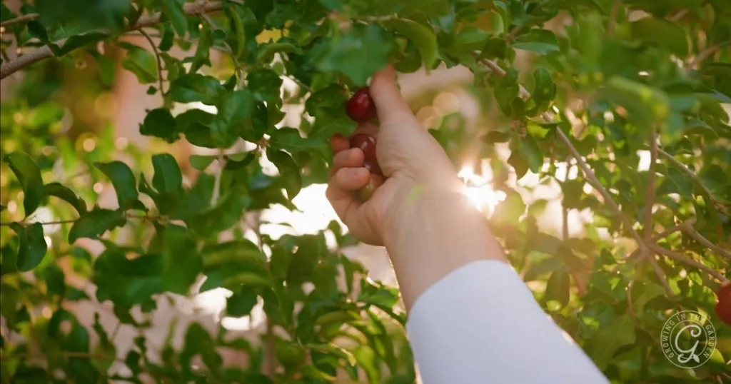 hand reaching through leafy branches to pick a ripe barbados cherry, sunlight shining through the greenery—perfect for those looking to grow this fruit in the low desert.