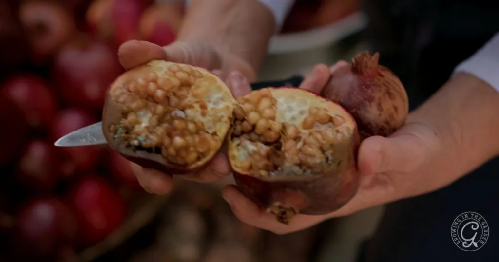 a person holds a pomegranate cut in half, revealing light brown seeds inside—an important step if you want to get rid of leaf footed bugs that often target ripe fruit.