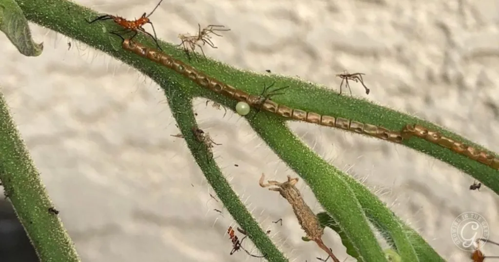 close-up of a green plant stem with small insects, a white egg, and a transparent shed insect skin—useful for those looking to get rid of leaf footed bugs.
