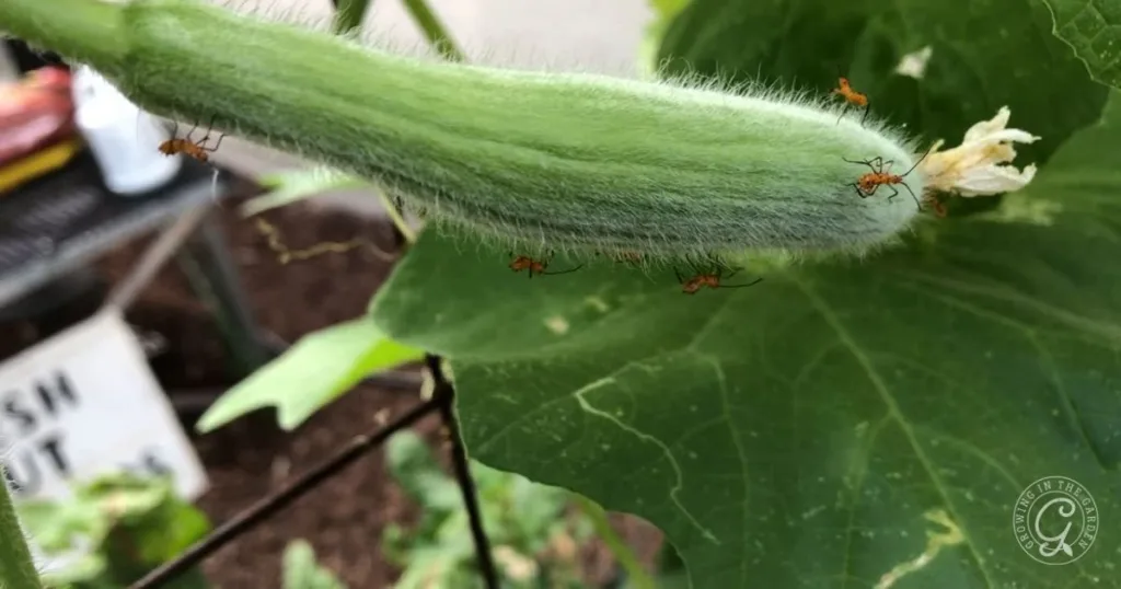fuzzy green vegetable on a plant, with several red ants crawling on its surface—often a sign you may need to get rid of leaf footed bugs to protect your crop.