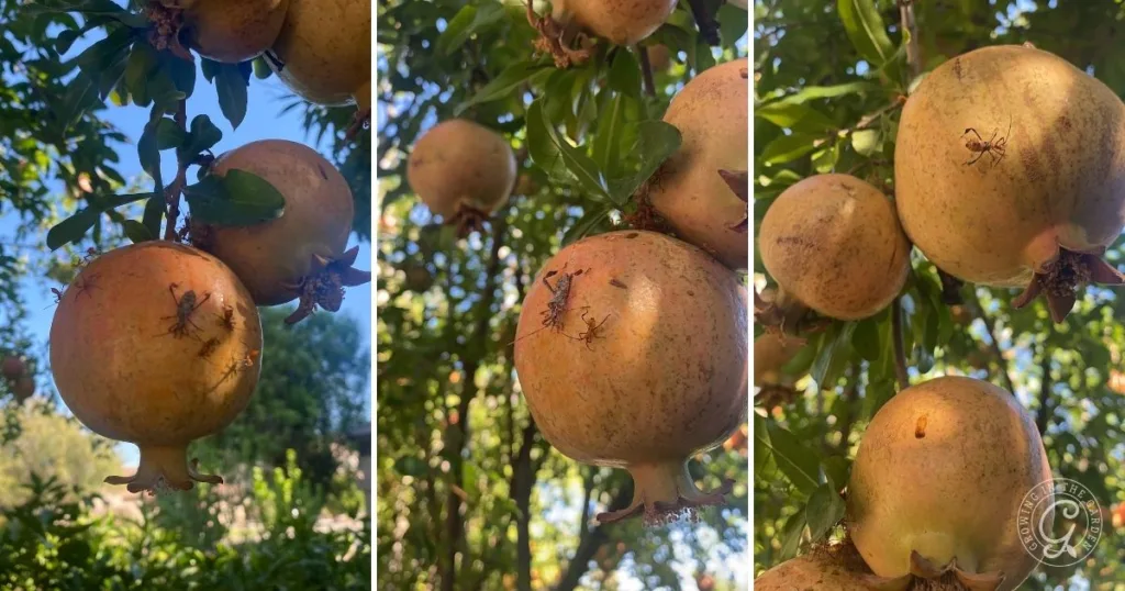 close-up of pomegranates growing on a tree, with several insects crawling on the fruit—learn how to get rid of leaf footed bugs to protect your harvest.