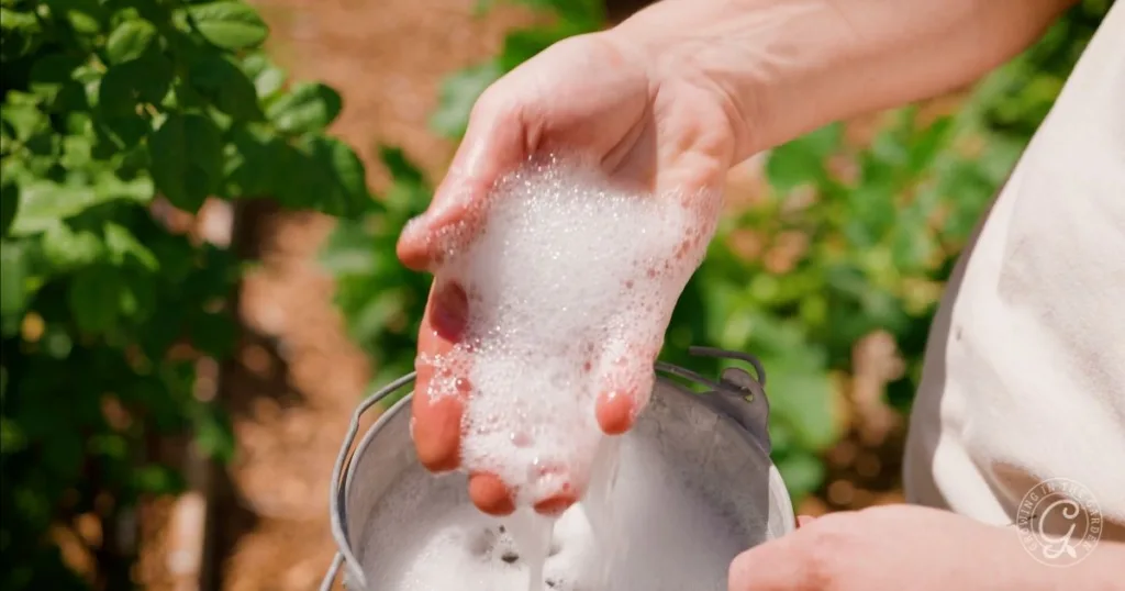 how to get rid of leaf-footed bugs (effective ipm strategies) 6 a hand holding foamy soap suds above a metal pail, with green plants in the background—an eco-friendly way to get rid of leaf footed bugs naturally.