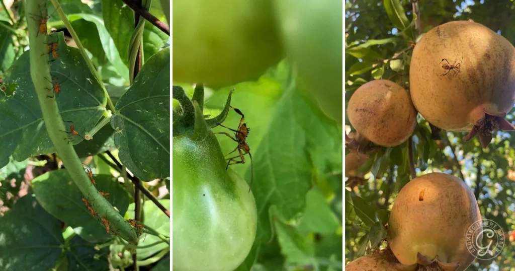 close-up photos of orange and black bugs on green beans, a tomato, and ripe guavas on trees show why it's important to get rid of leaf footed bugs in your garden.