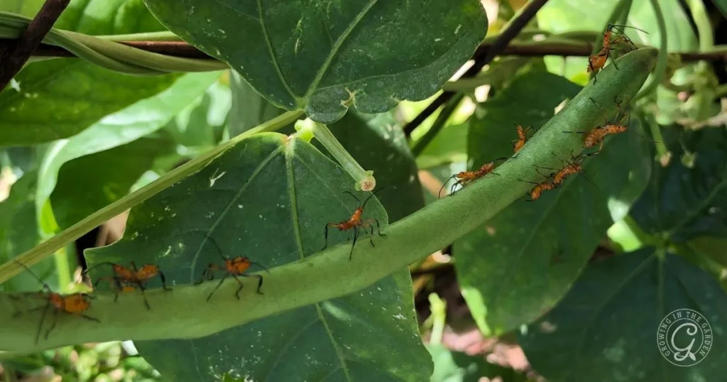several orange and black insects crawl along a green bean pod, surrounded by green leaves and stems—a sign it may be time to get rid of leaf footed bugs in your garden.