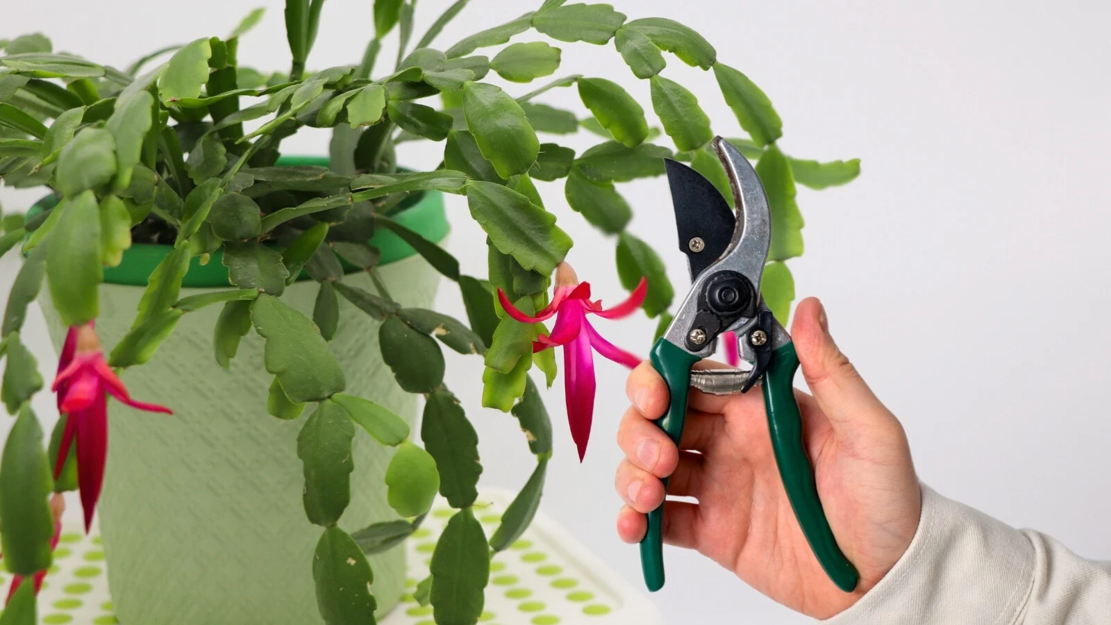 a person holding green pruners to cut down a segmented plant with vibrant pink flowers placed on a table