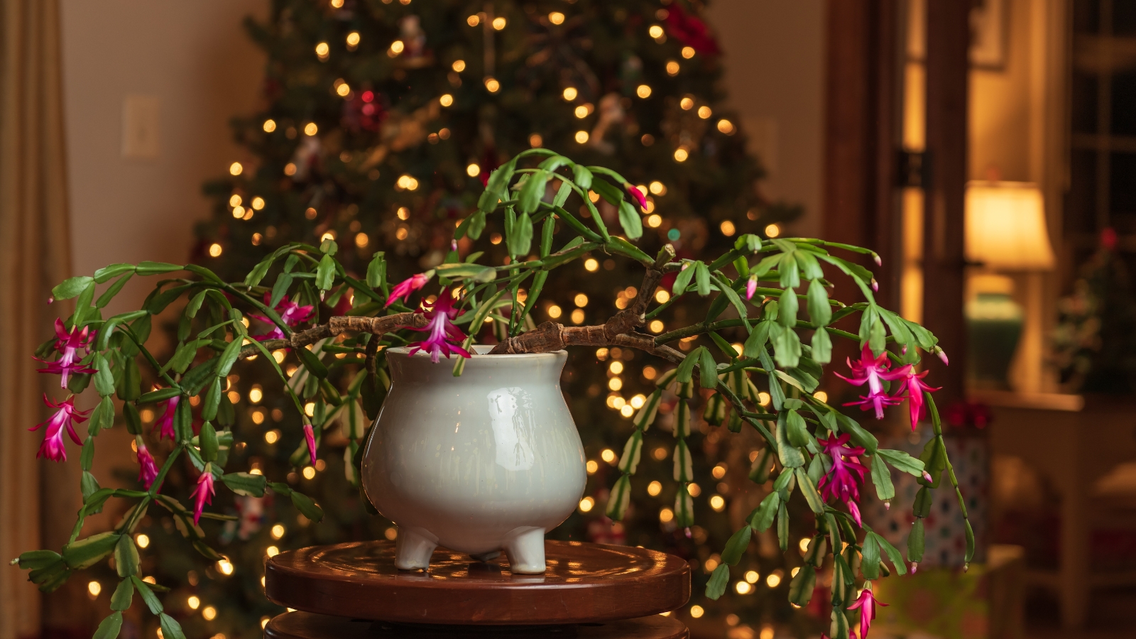 a close-up of a schlumbergera bridgesii plant in a white ceramic bowl set against the backdrop of a christmas tree, featuring long green stems with smooth, slightly scalloped segments and vibrant pink, tubular star-shaped flowers at the tips, creating a festive and charming display.