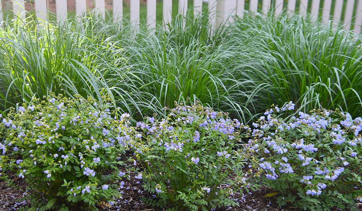slumps of blue flowers in front of clumps of grass