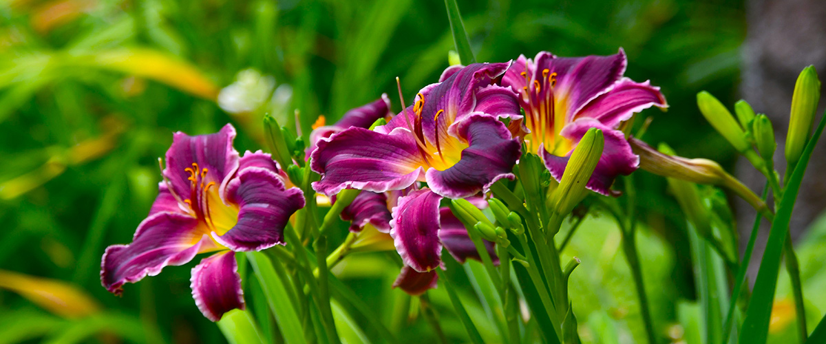 bright purple daylilies