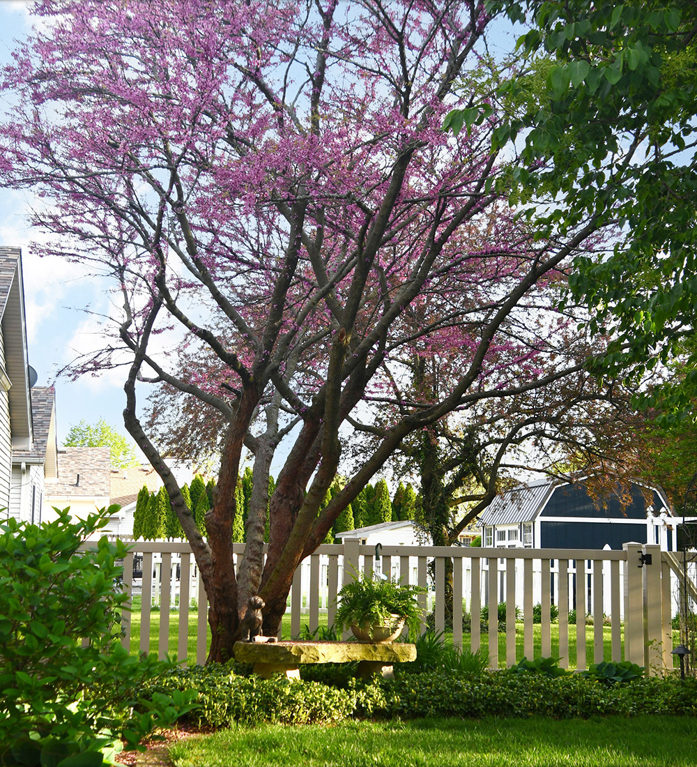 tree with small pink flower in spring