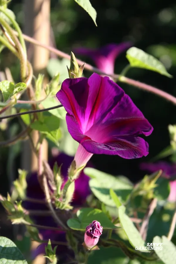 the process of growing morning glories from seed 