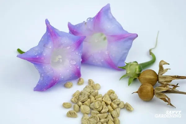 morning glories and how to grow them from seed