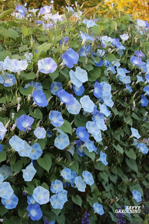 privacy plants for fences