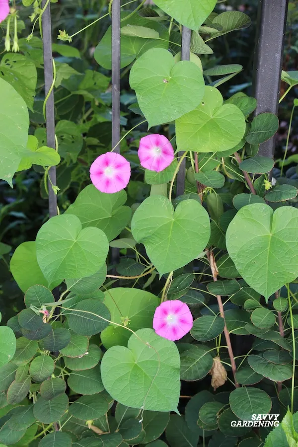 a step by step guide to growing morning glories from seed