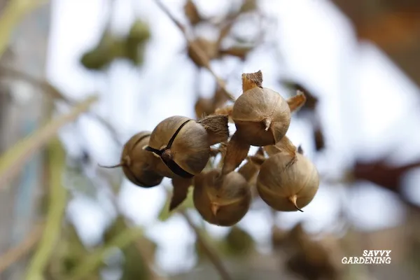 how to save morning glory seeds