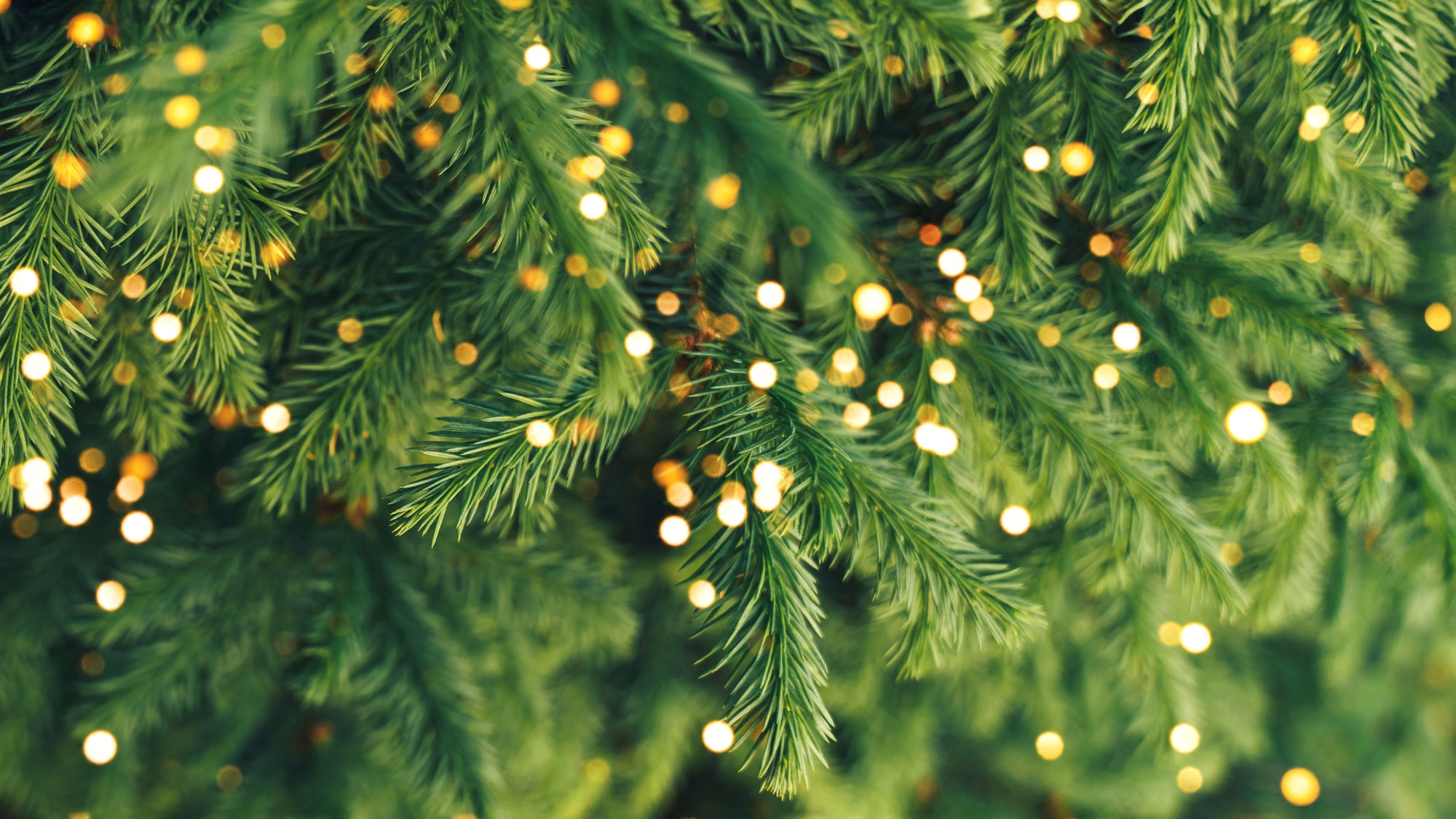 pink winter garden: create paris hilton’s girly aesthetic 9 christmas tree looking fluffy with lights and sparkles