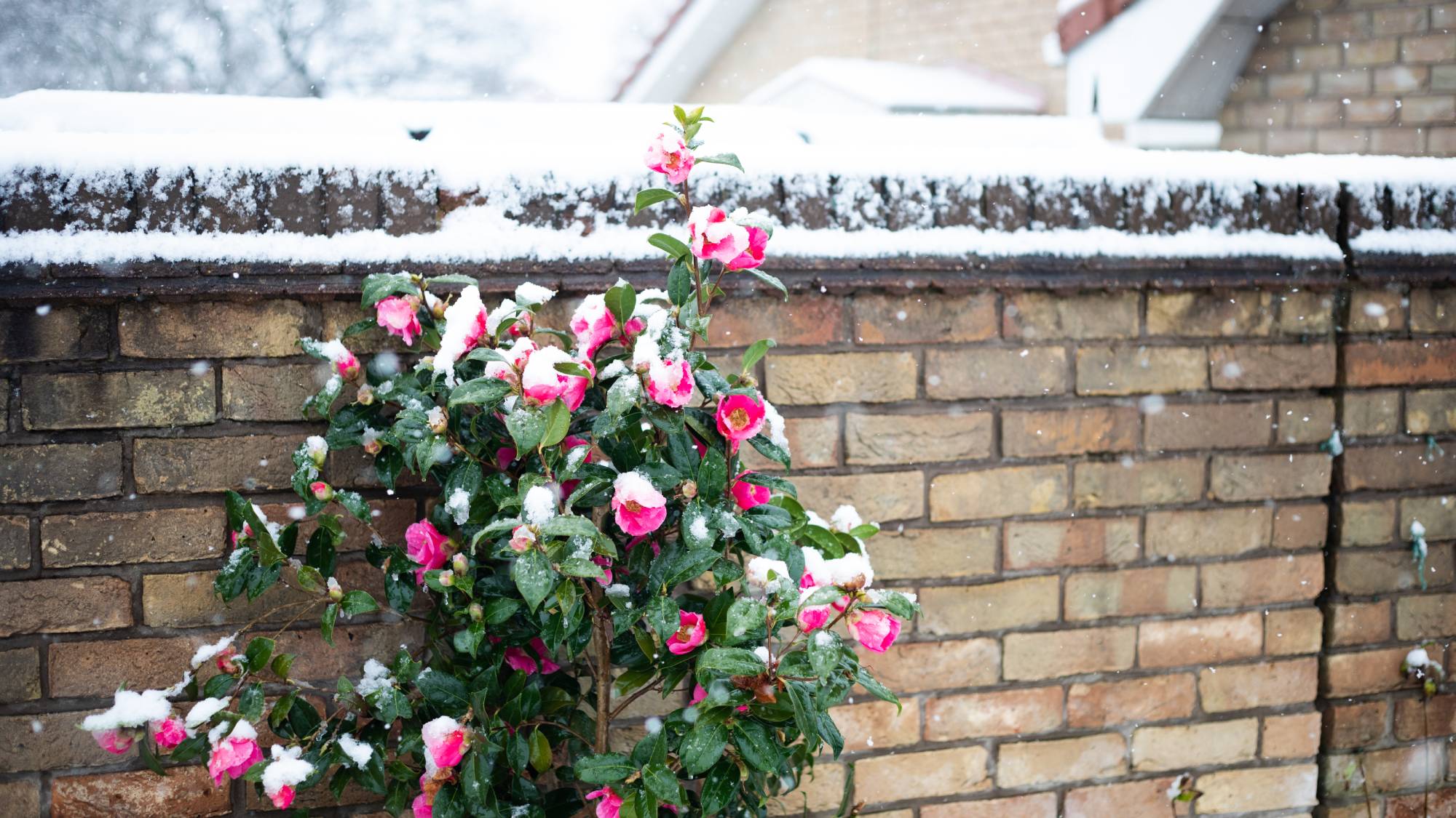 pink winter garden: create paris hilton’s girly aesthetic 8 pink camellias bloom on shrub in the snow