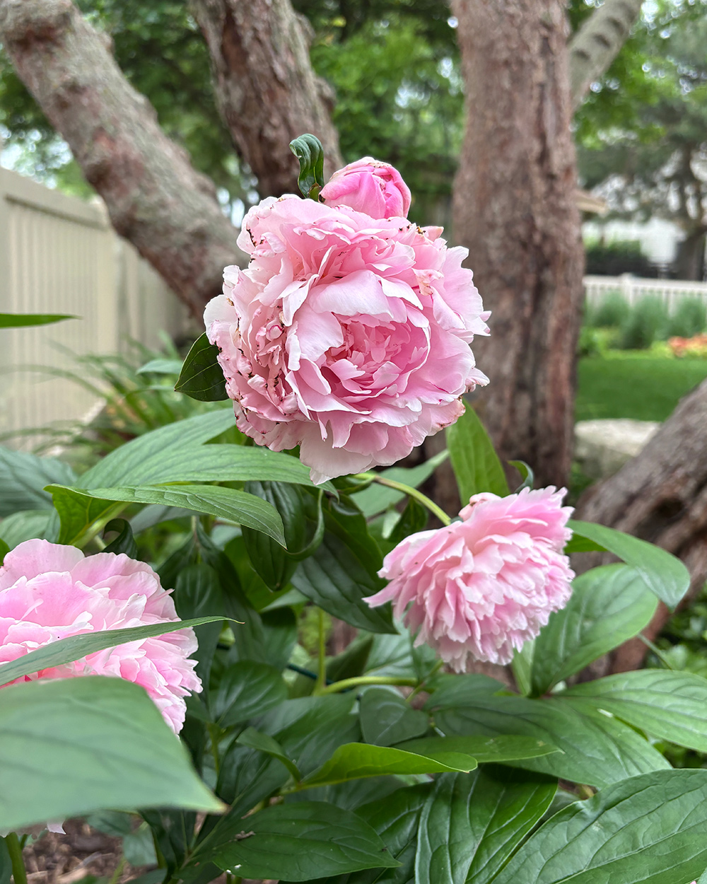 light pink peonies
