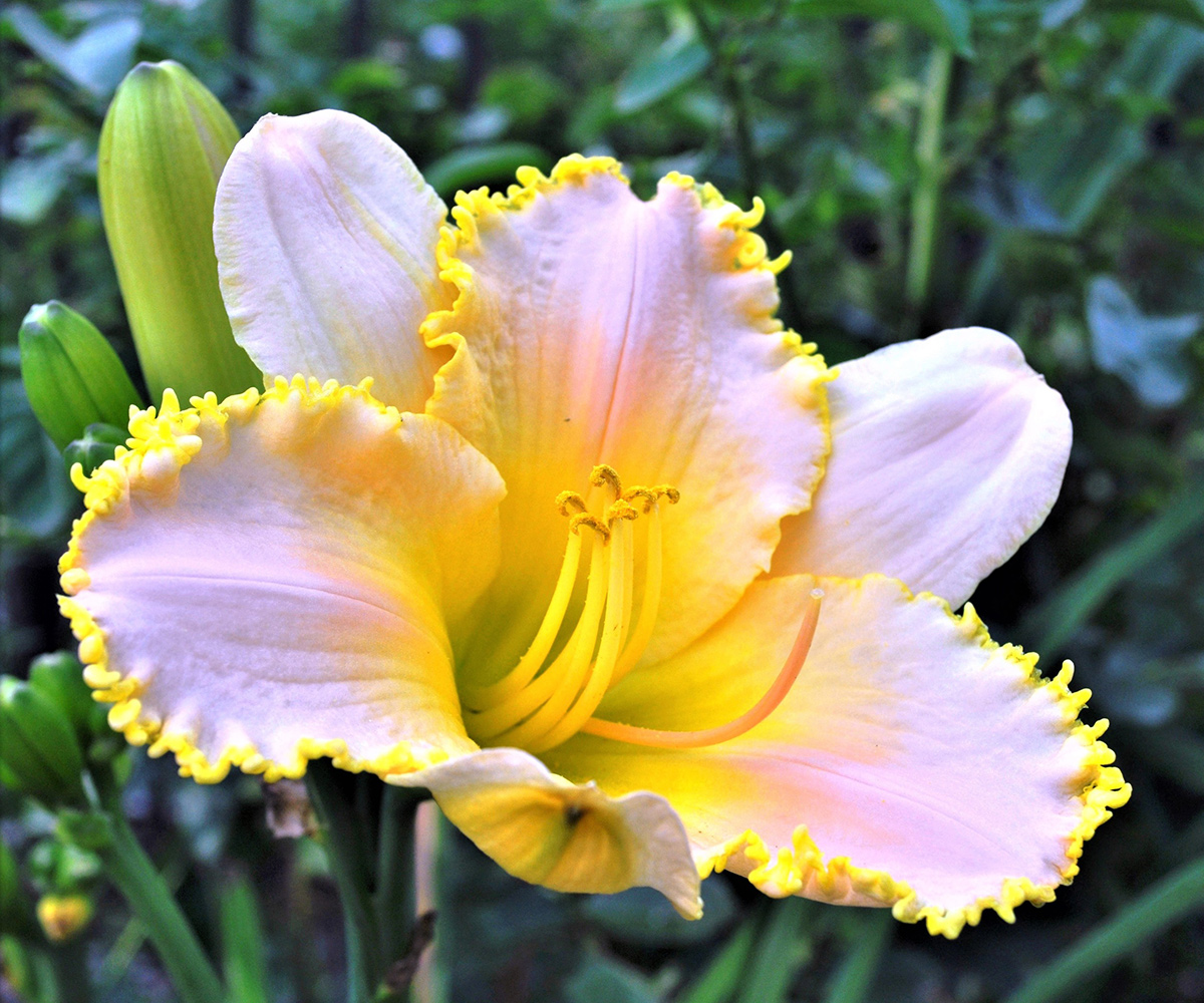light pink and yellow daylily