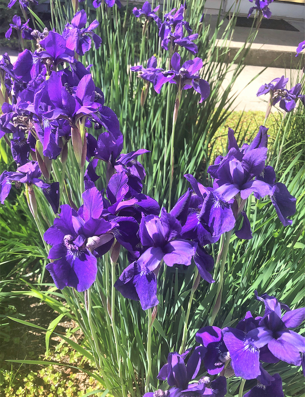 bright purple irises