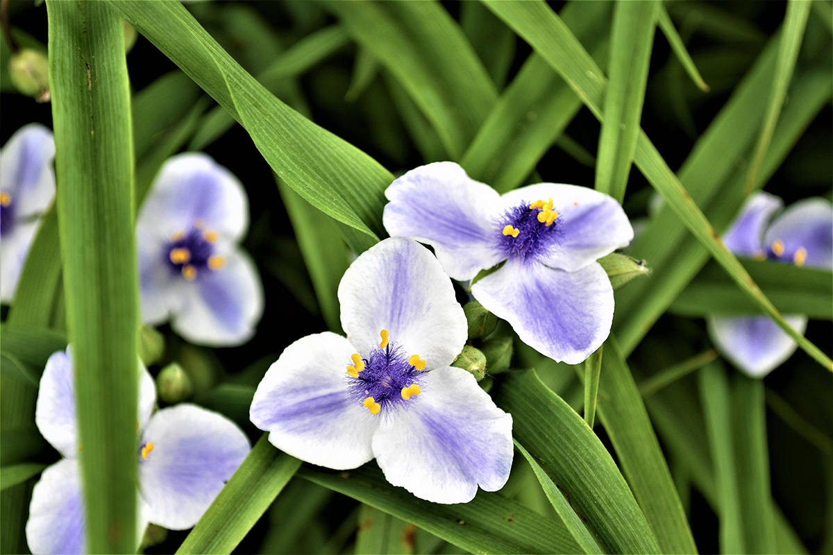 white and light purple flowers with three petals