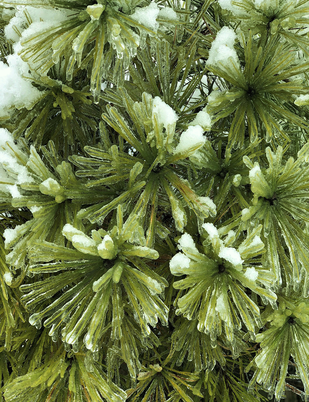 pine needles covered in ice