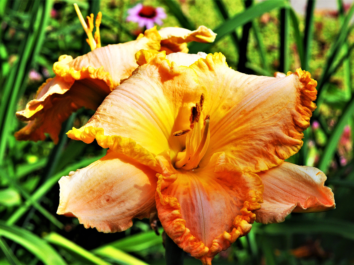 bright orange daylily with ruffled petals