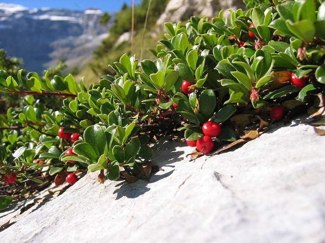 bearberry seeds for planting, 15 seeds - attractive fruit bearing ground cover plant
