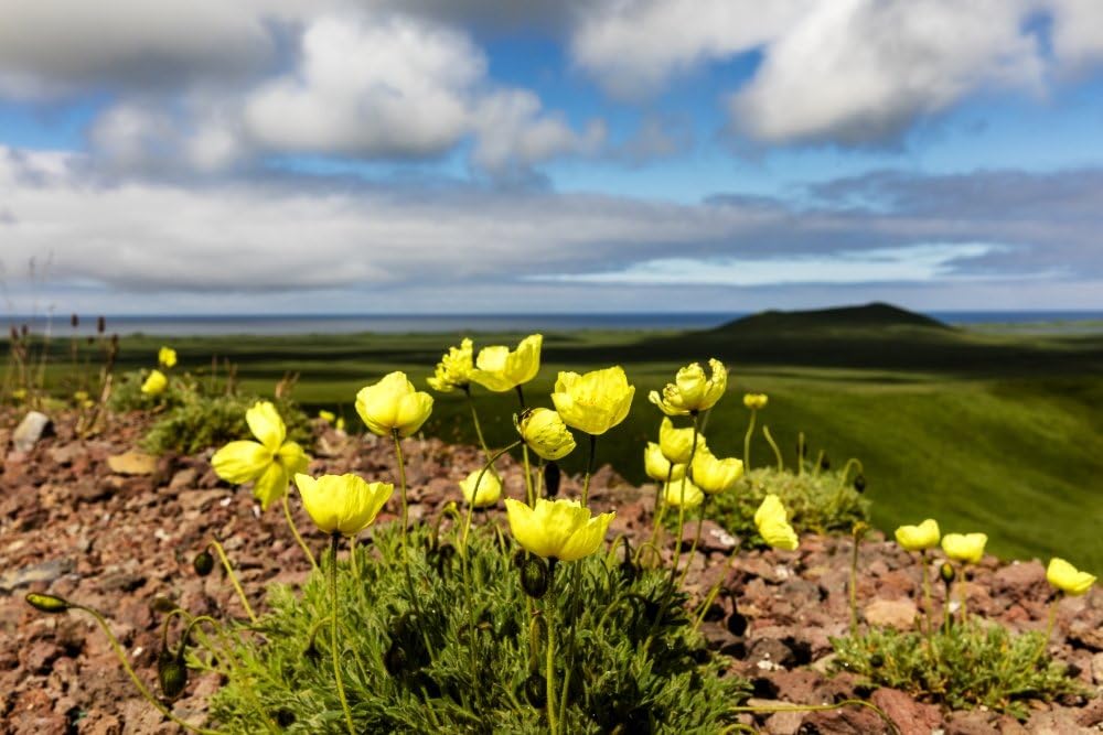 arctic poppy (papaver radicatum) grows from the volcanic soil of st paul island in the pribilofs in southwest alaska st paul island pribilof islands alaska united states of america poster print by ray