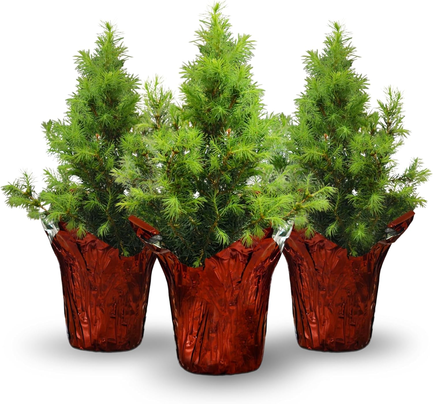 live dwarf alberta spruce tree - seasonal tabletop decoration - 12" tall by 4" wide in red deco cover (due to agricultural laws, unavailable to ca or az) (3-pack)