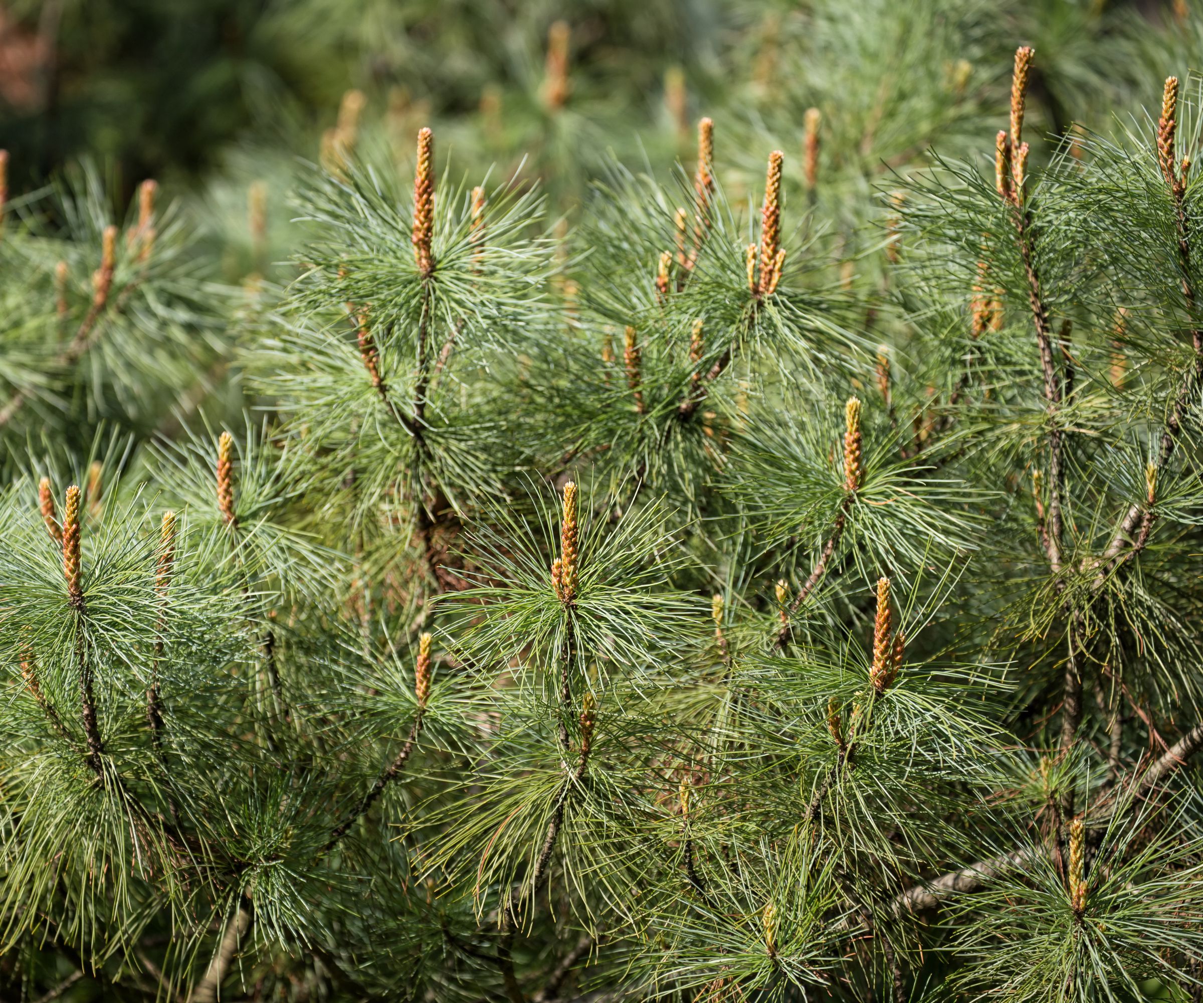 siberian dwarf pine (pinus pumila) with young shoots in spring