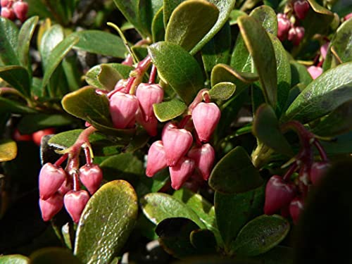 bearberry seeds for planting, 30 seeds - attractive fruit bearing ground cover plant