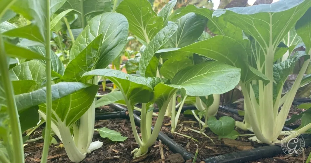 green bok choy plants growing in soil with a drip irrigation system visible in a garden—an excellent way to grow bok choy, even using hot climate tips for success.