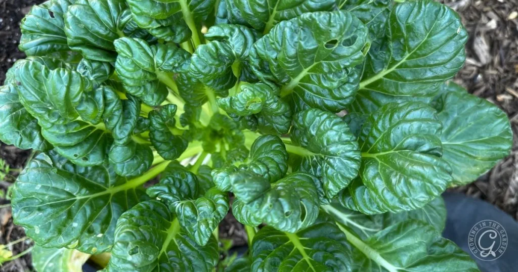 close-up of green, leafy vegetable growing in soil, showing crinkled, shiny leaves and some minor holes—a great example for those who want to grow bok choy or need bok choy tips for hot climate gardening.