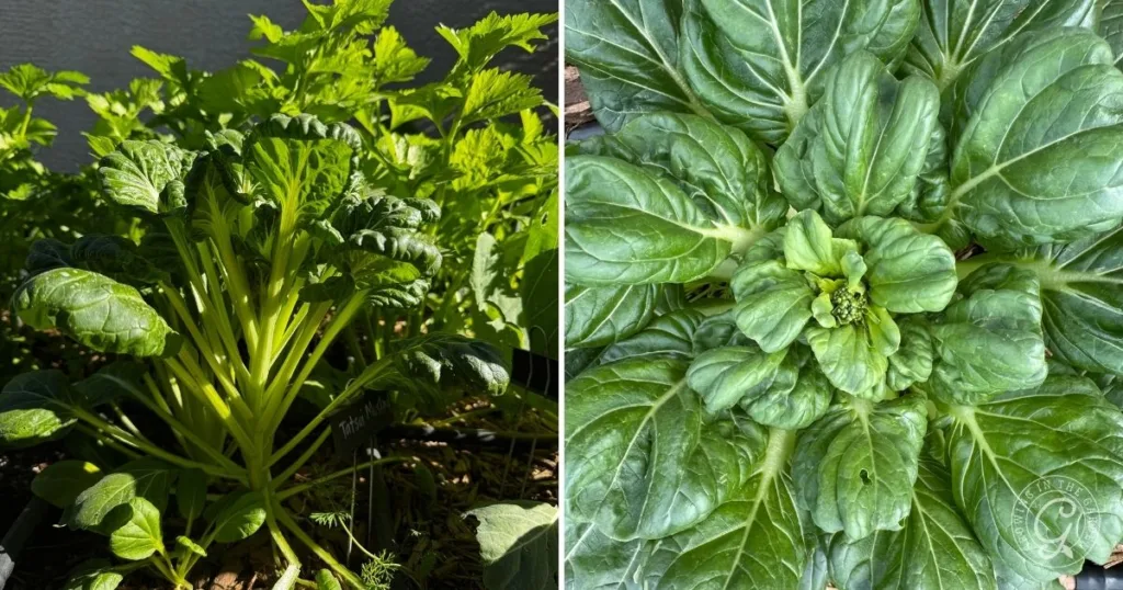 left: green leafy celery plant growing; right: top view of bok choy, a lush asian green vegetable. grow bok choy successfully using hot climate tips for a thriving garden harvest.