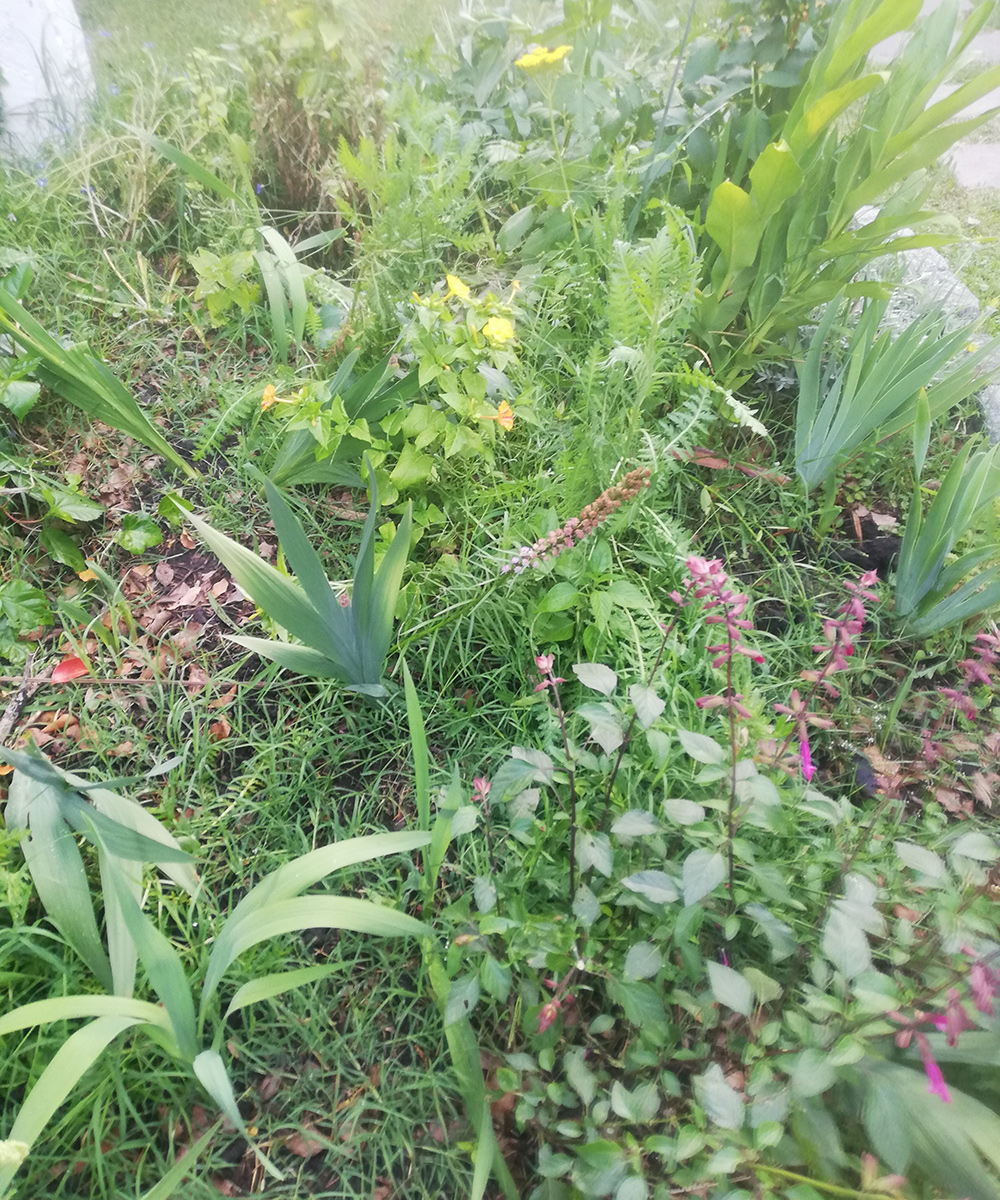 various foliage textures