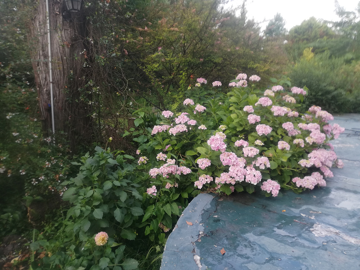 light pink hydrangea
