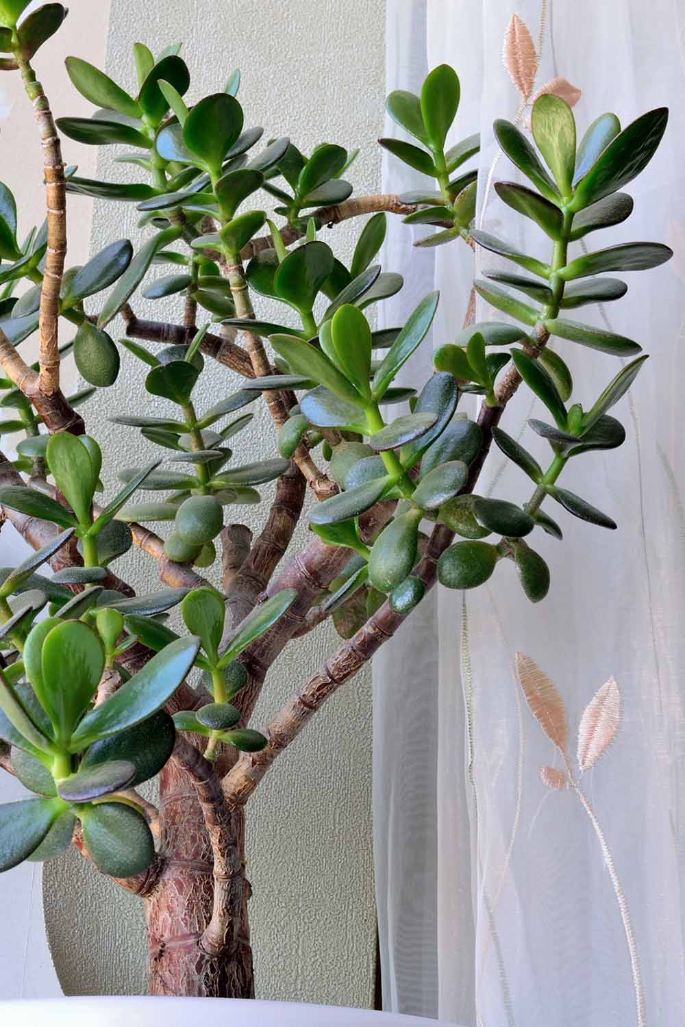 a close up vertical image of a crassula ovata with woody stems stretching towards the light.