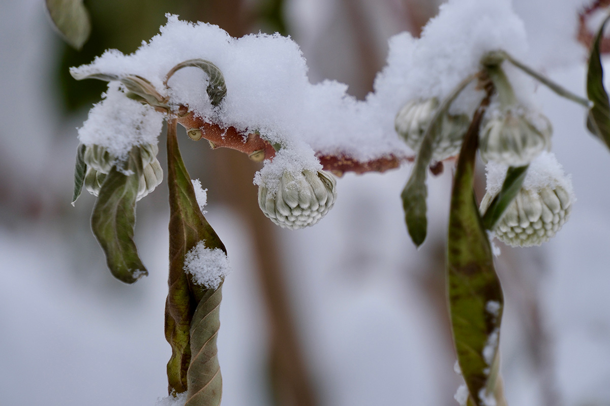 plant with flower buds covered in snow