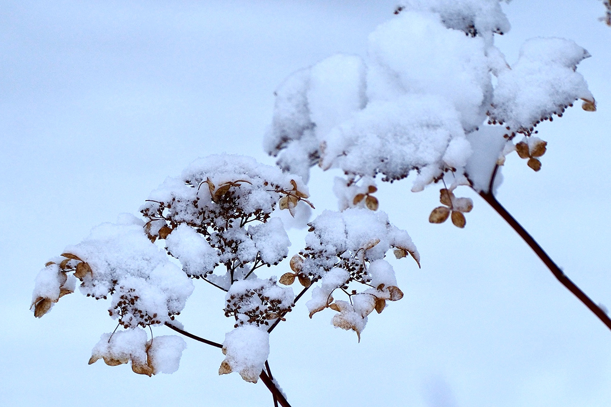old flower bloom covered in snow