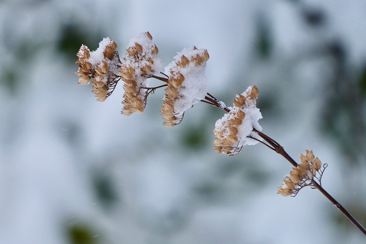 seed head covered in snow