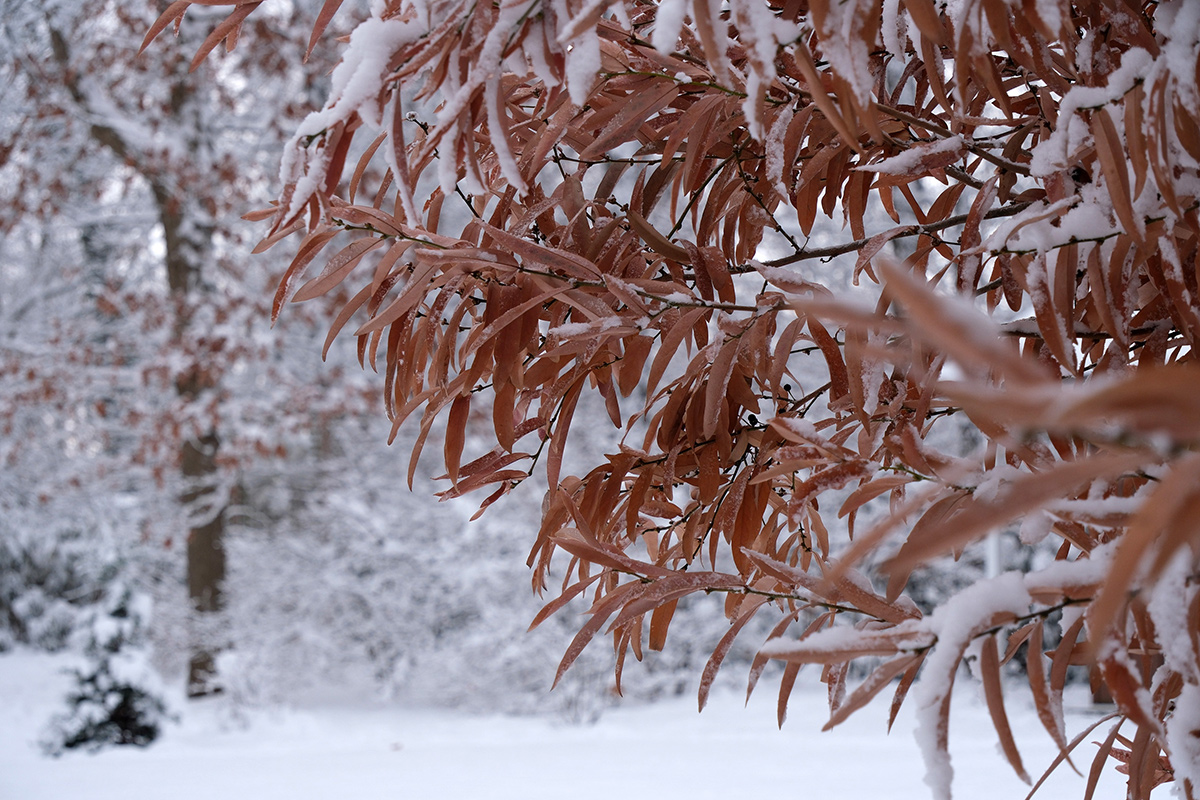 shrub with orange foliage in snowy garden