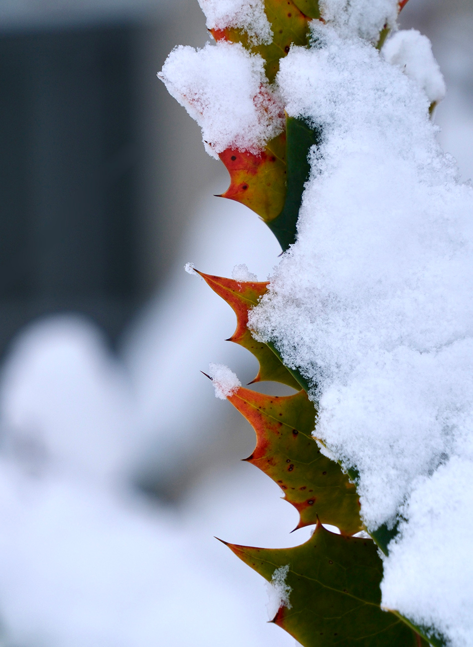 spiky foliage peeking out from snow cover