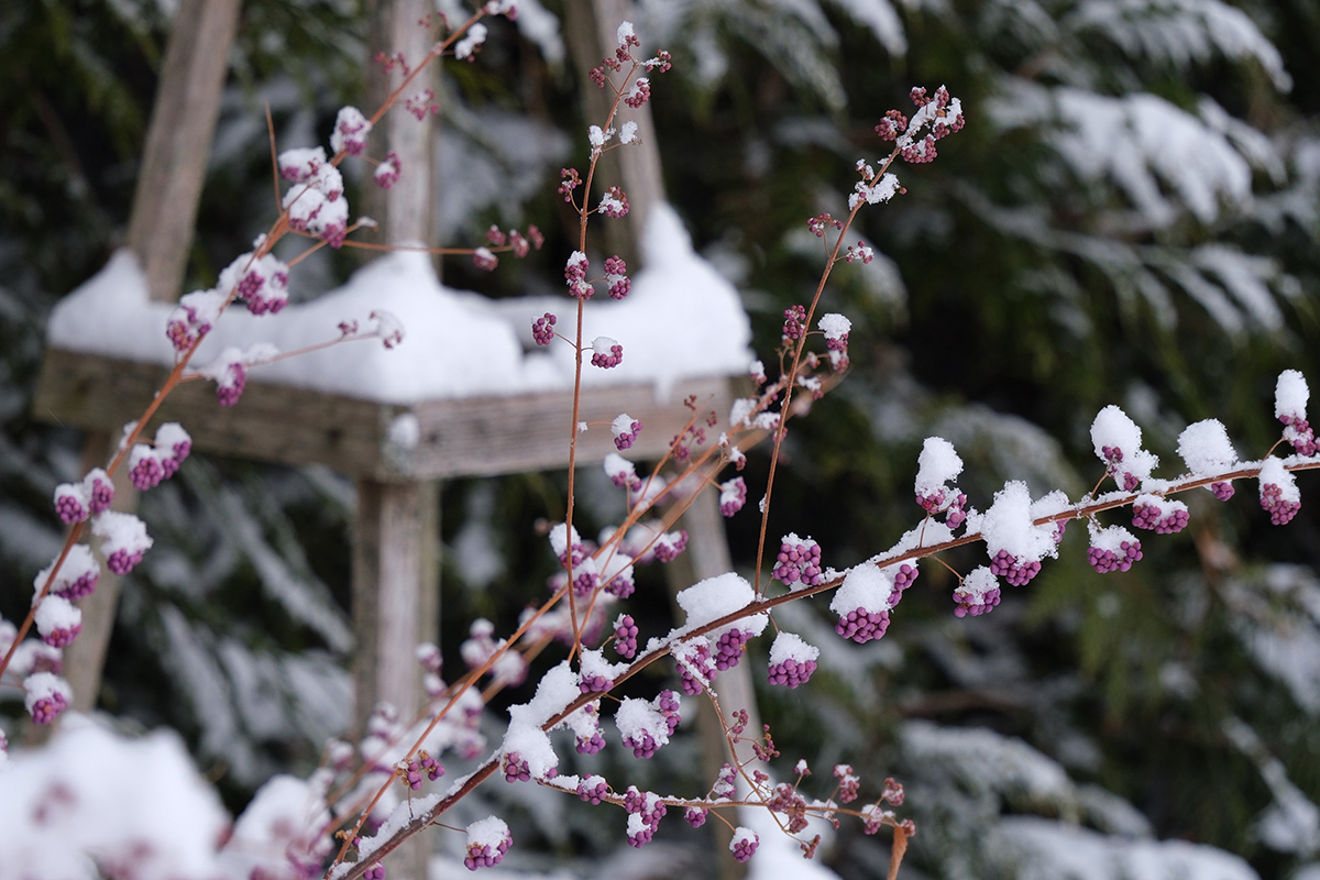 plant with light purple berries covered in snow