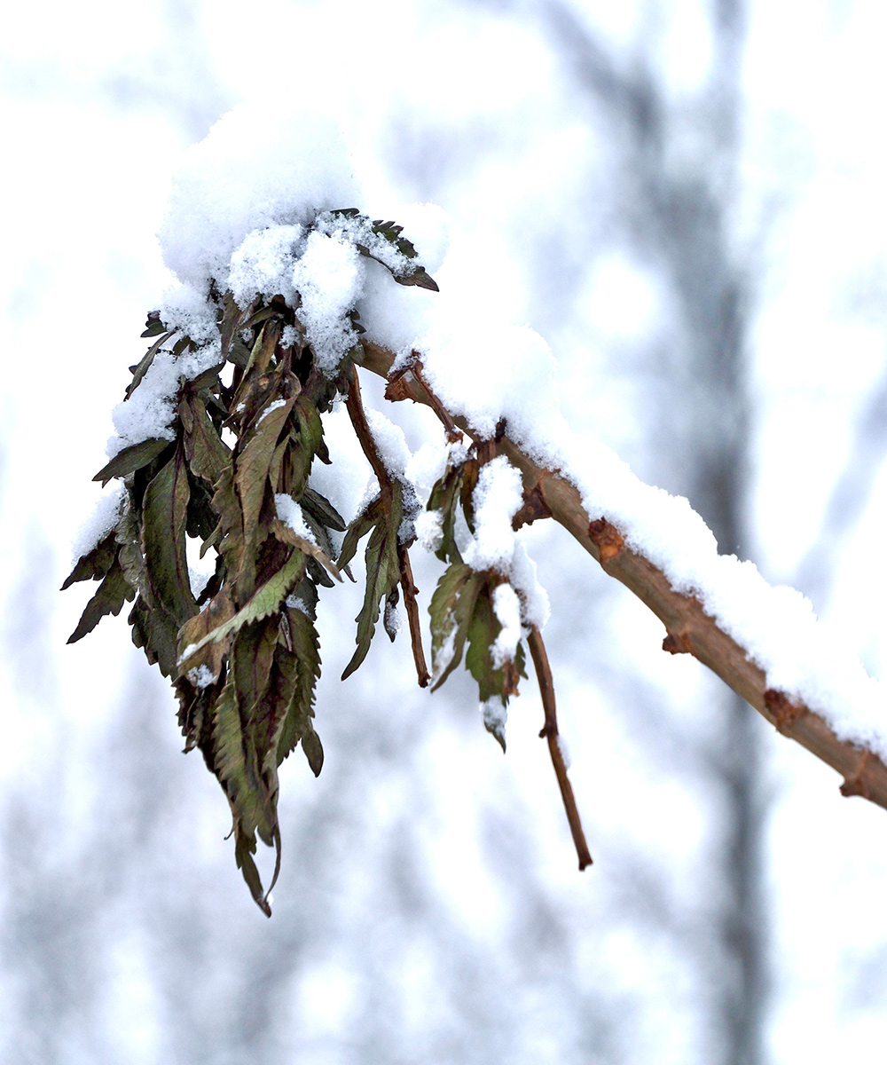 drooping leaves on branch covered in snow