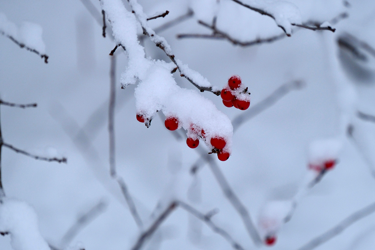 branch with red berries in snow