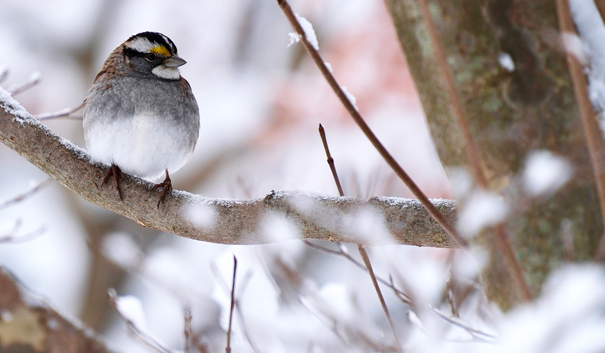 sparrow in a snowy garden