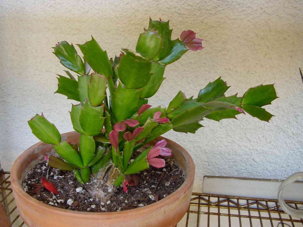 how often to water christmas cactus? 2 sugar water for christmas cactus plant