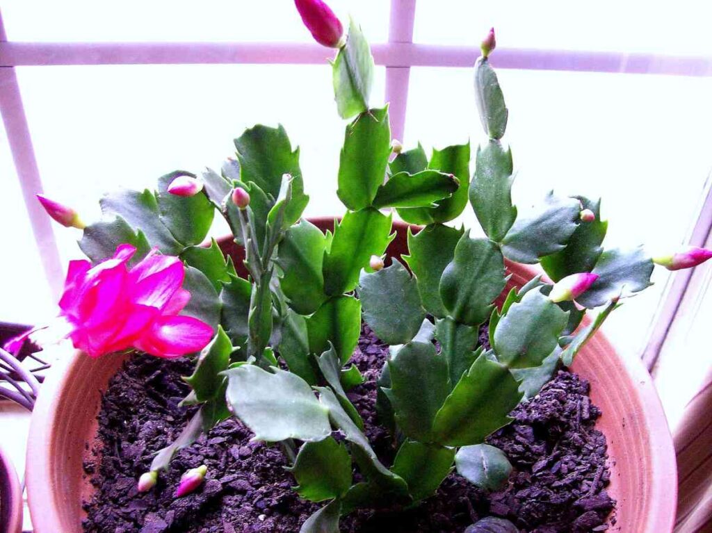 how often to water christmas cactus? 1 can i grow christmas cactus outside
